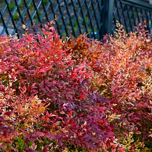 Gulf Stream Nandina